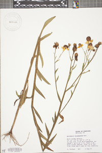 Helenium flexuosum image