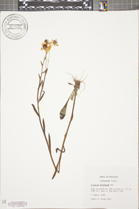 Helenium flexuosum image