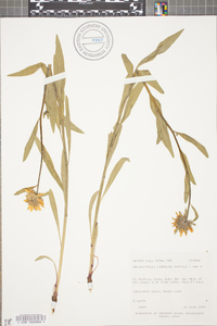 Helianthella uniflora image