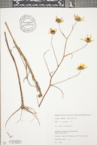 Helianthus angustifolius image