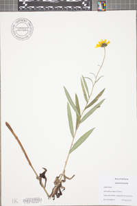 Helianthus angustifolius image