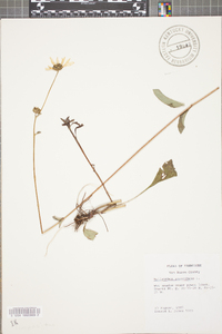 Helianthus atrorubens image