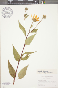 Helianthus decapetalus image