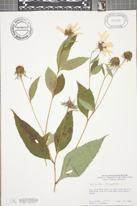 Helianthus decapetalus image