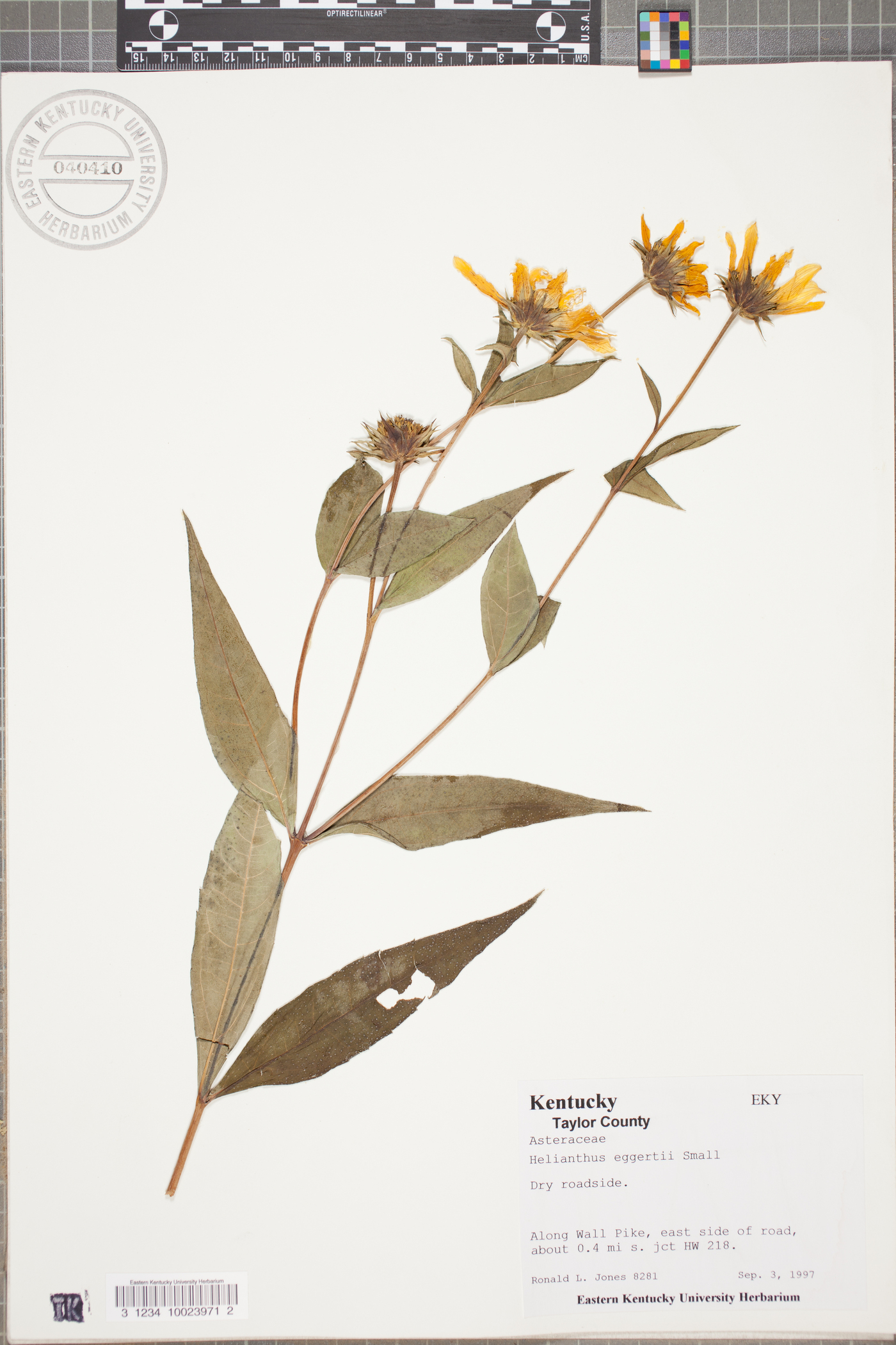 Helianthus eggertii image