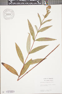Helianthus eggertii image