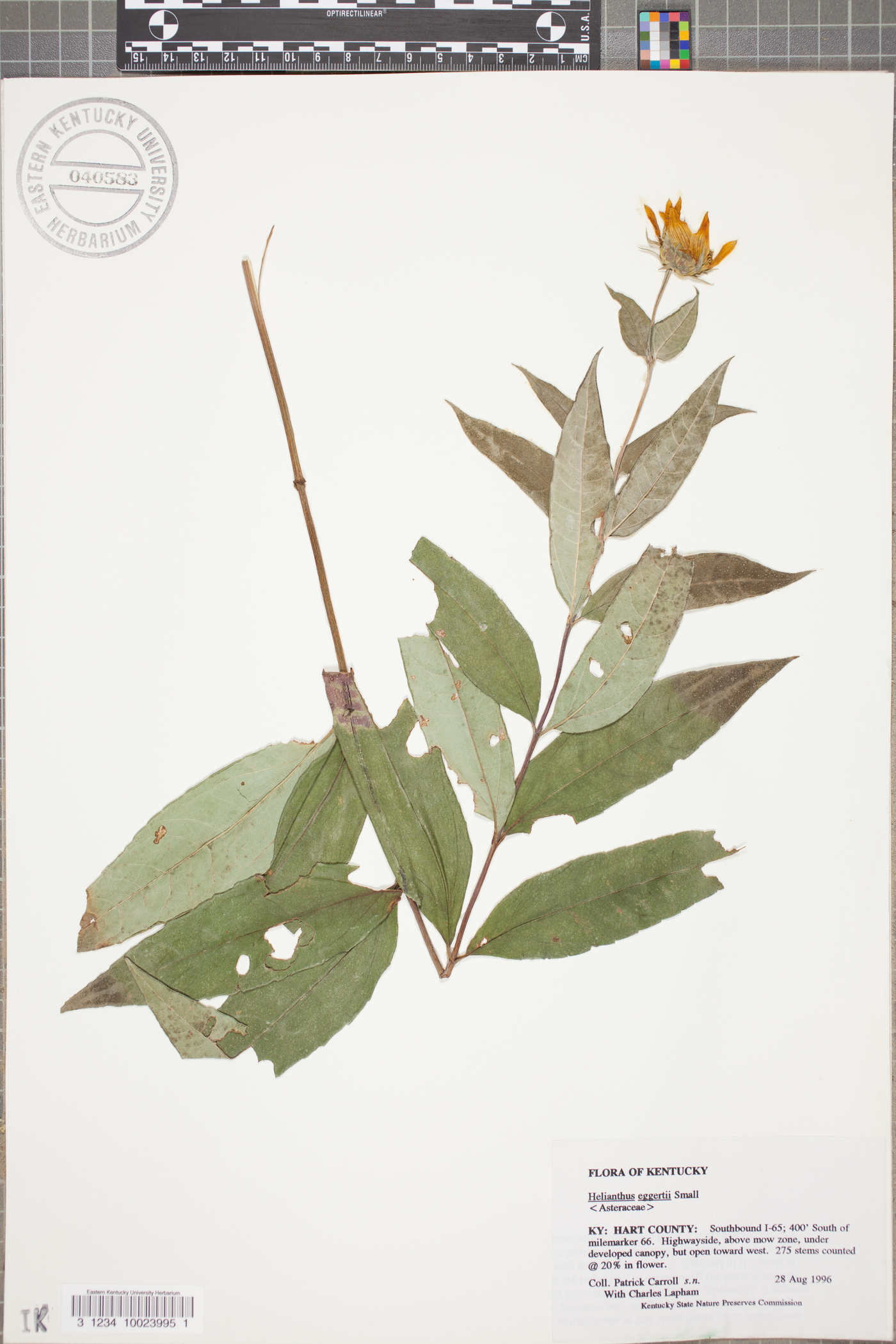 Helianthus eggertii image