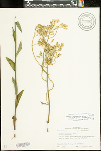 Arnoglossum ovatum image