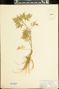 Artemisia vulgaris image