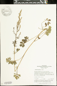 Artemisia carvifolia image