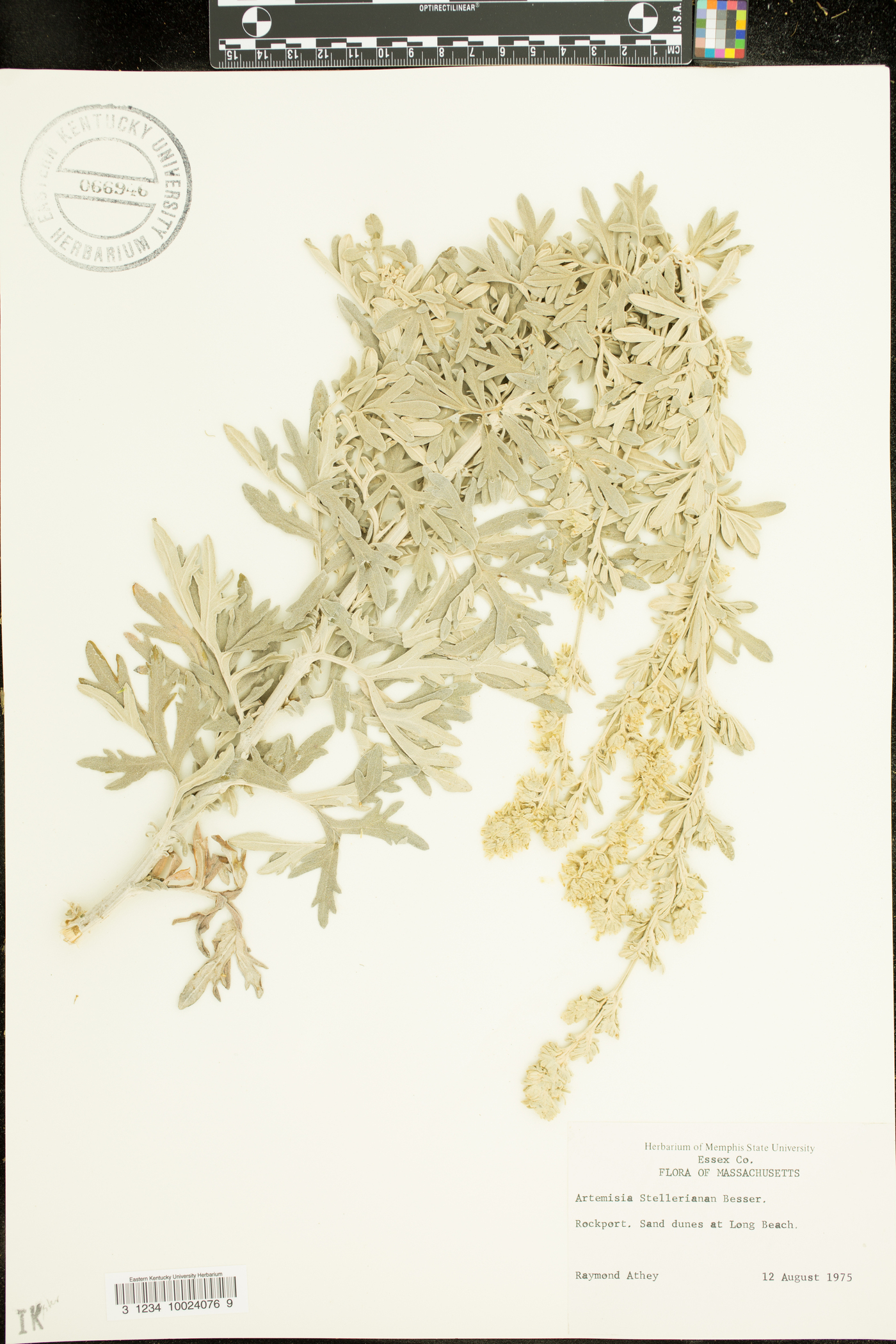 Artemisia stelleriana image