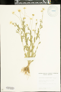 Astranthium integrifolium image