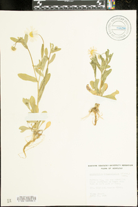 Astranthium integrifolium image