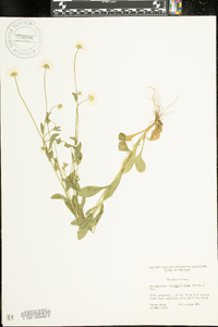 Astranthium integrifolium image