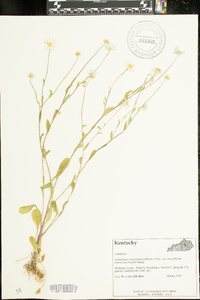 Astranthium integrifolium image