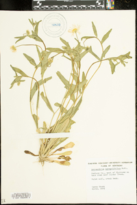 Astranthium integrifolium image