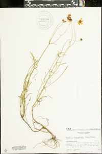 Balduina angustifolia image