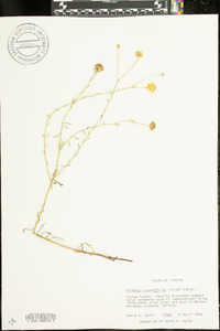 Balduina angustifolia image