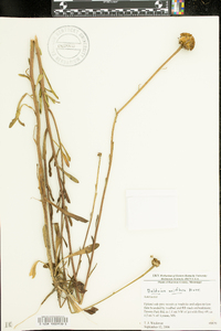 Balduina uniflora image