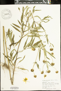 Bidens aristosa image