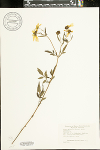 Bidens aristosa image