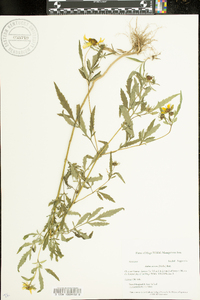 Bidens aristosa image