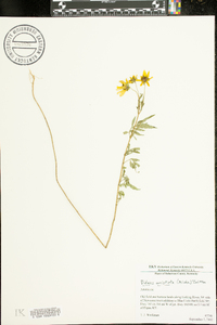 Bidens aristosa image