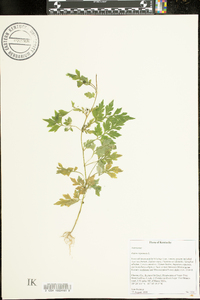 Bidens bipinnata image