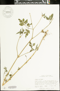 Bidens bipinnata image