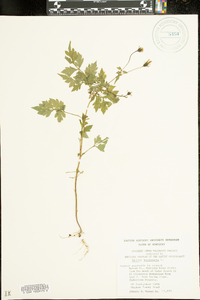 Bidens bipinnata image