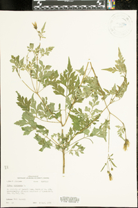 Bidens bipinnata image