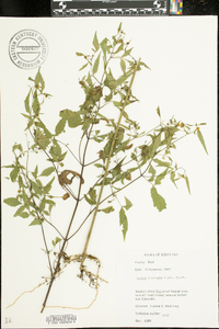 Bidens discoidea image