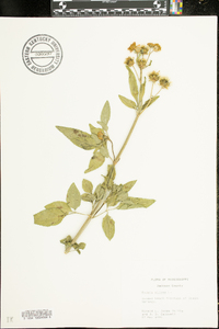 Bidens pilosa image