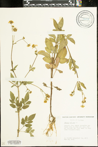 Bidens pilosa image