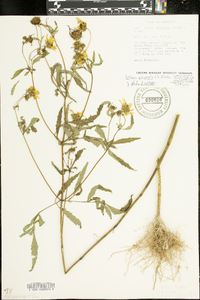 Bidens polylepis image