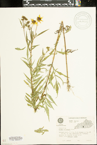 Bidens polylepis image