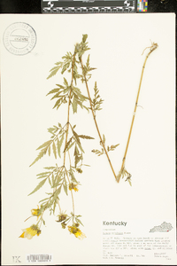 Bidens polylepis image