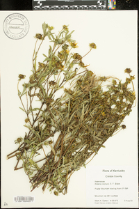 Bidens polylepis image
