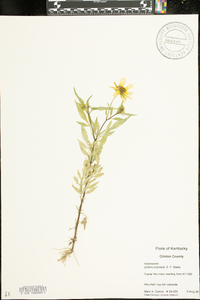 Bidens polylepis image