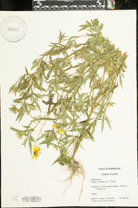 Bidens polylepis image