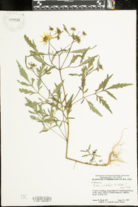 Bidens polylepis image