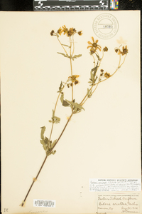 Bidens polylepis image