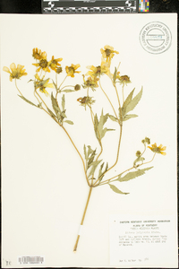 Bidens polylepis image