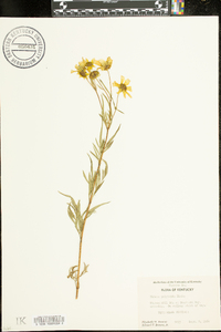 Bidens polylepis image