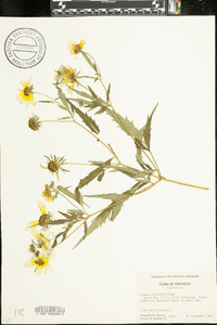 Bidens polylepis image