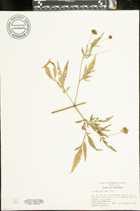 Bidens polylepis image