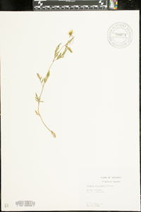 Bidens polylepis image