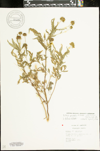 Bidens polylepis image