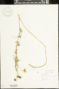 Bidens polylepis image