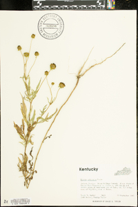 Bidens polylepis image